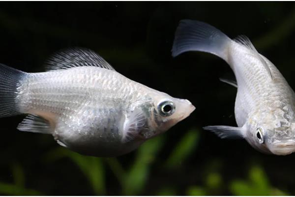 玛丽鱼吃油膜吗，可以吃油膜