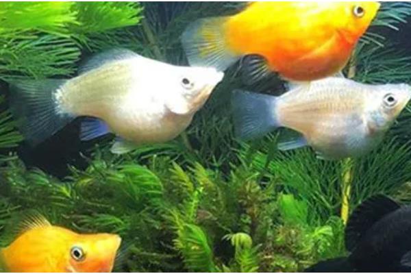 玛丽鱼吃油膜吗，可以吃油膜