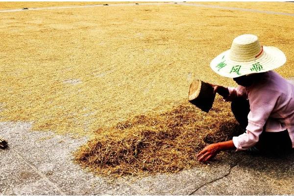 繁殖水稻的第一步是插秧吗，第一步是晒种