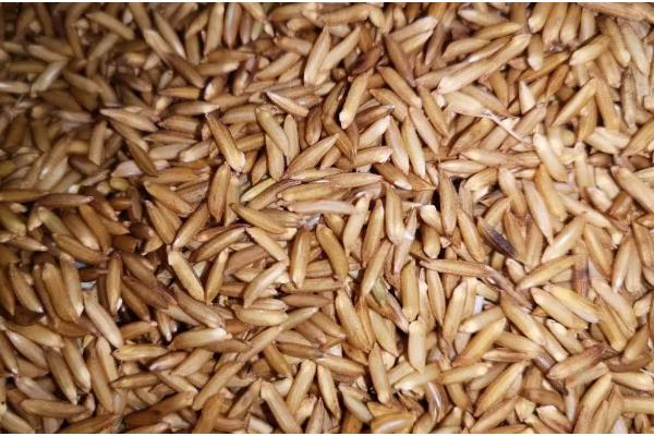 繁殖水稻的第一步是插秧吗，第一步是晒种