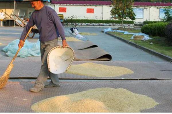 繁殖水稻的第一步是插秧吗，第一步是晒种