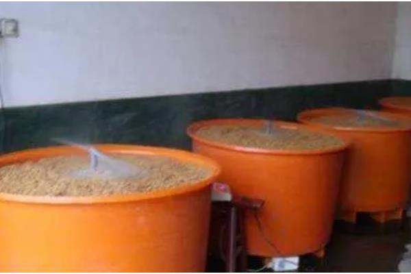 繁殖水稻的第一步是插秧吗，第一步是晒种