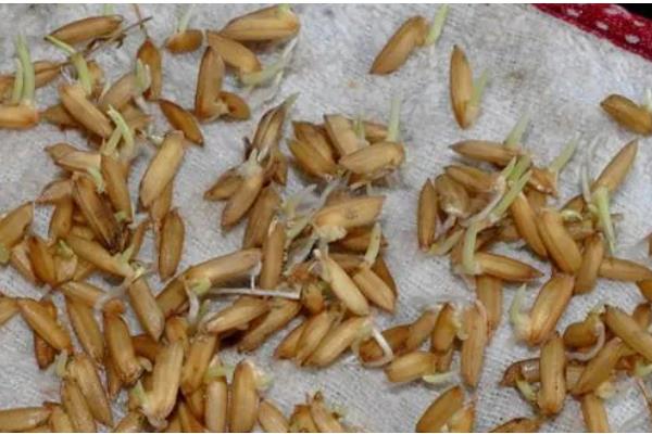 繁殖水稻的第一步是插秧吗，第一步是晒种