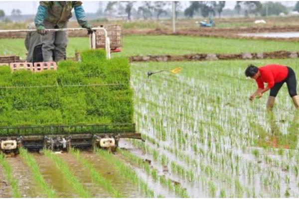 繁殖水稻的第一步是插秧吗，第一步是晒种