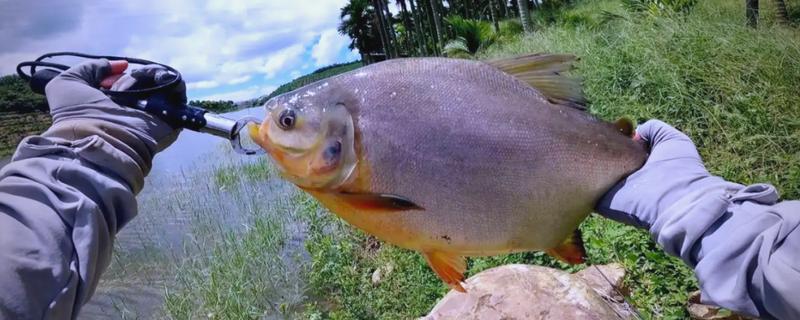 垂钓淡水白鲳的鱼饵用什么味型，选择腥饵可以激发它的摄食积极性