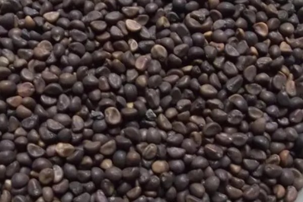 空心菜什么时候施肥,定植前要施入充足的基肥