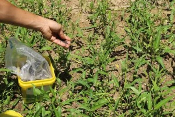 空心菜什么时候施肥,定植前要施入充足的基肥