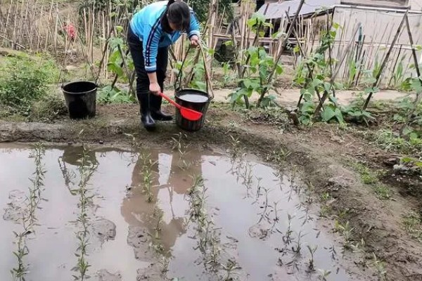 空心菜什么时候施肥,定植前要施入充足的基肥