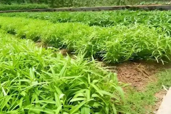空心菜什么时候施肥,定植前要施入充足的基肥
