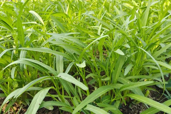 空心菜什么时候施肥,定植前要施入充足的基肥