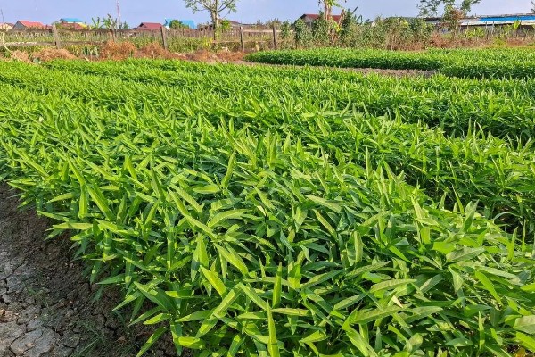 空心菜什么时候施肥,定植前要施入充足的基肥