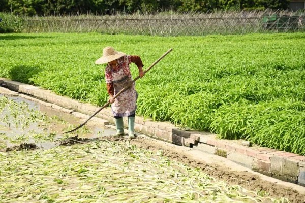 空心菜什么时候施肥,定植前要施入充足的基肥