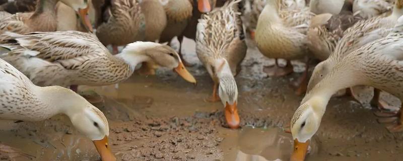 蛋鸭与肉鸭有什么区别，用途、外观、养殖周期都不同
