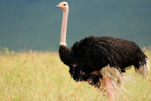鸵鸟的叫声大吗，鸵鸟叫声不大