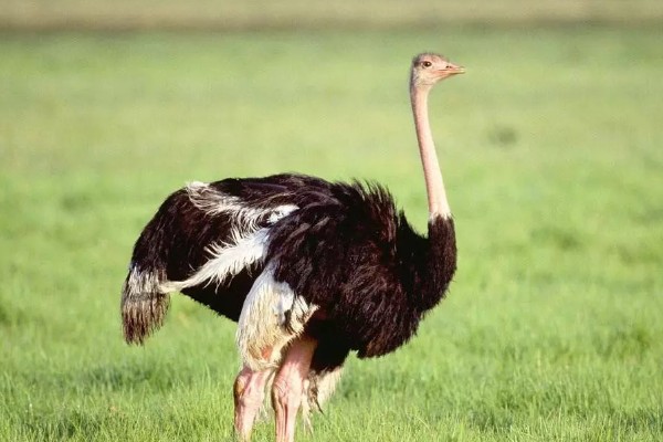 鸵鸟的叫声大吗，鸵鸟叫声不大