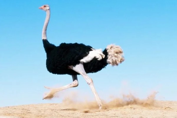 鸵鸟的叫声大吗，鸵鸟叫声不大