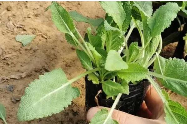 马鞭草如何种植，环境温度控制在20-25℃