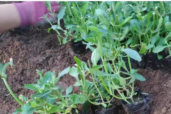 马鞭草如何种植，环境温度控制在20-25℃