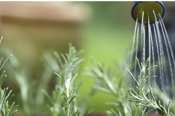 马鞭草如何种植，环境温度控制在20-25℃