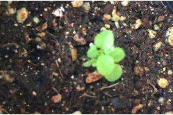 马鞭草如何种植，环境温度控制在20-25℃