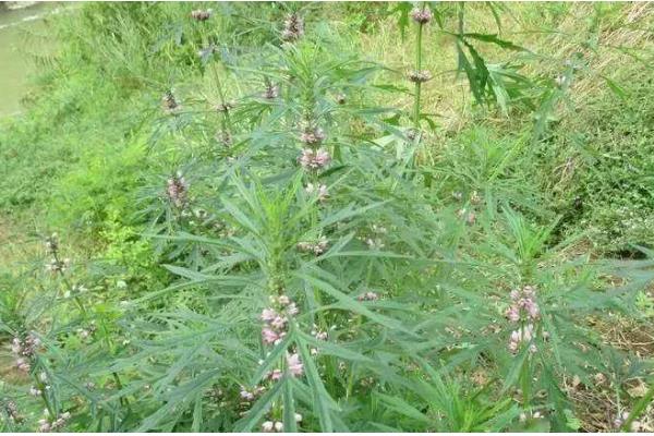 马鞭草如何种植，环境温度控制在20-25℃