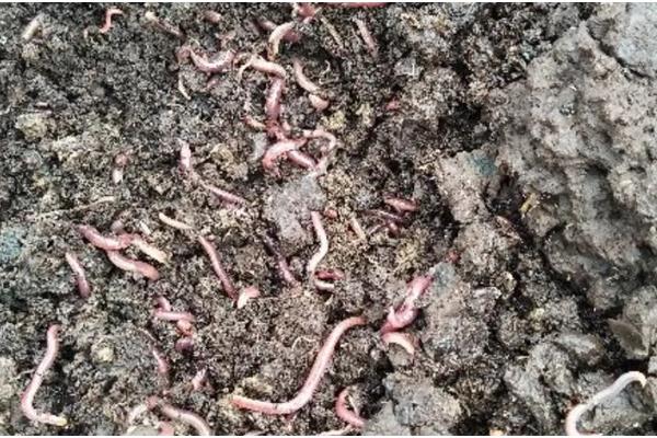 蚯蚓的养殖方法，养殖温度控制在20-27℃左右