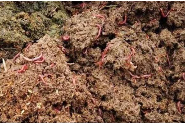 蚯蚓的养殖方法，养殖温度控制在20-27℃左右
