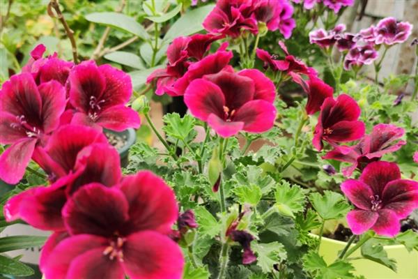 天竺葵不能养在室内的原因，花粉容易引起过敏且香味容易让人感到不适