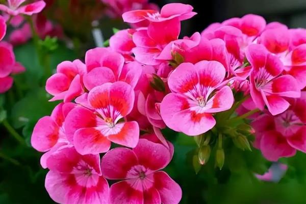 天竺葵不能养在室内的原因，花粉容易引起过敏且香味容易让人感到不适