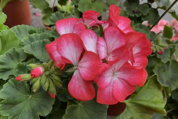 天竺葵不能养在室内的原因，花粉容易引起过敏且香味容易让人感到不适