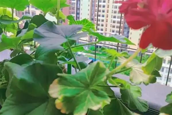 天竺葵不能养在室内的原因，花粉容易引起过敏且香味容易让人感到不适