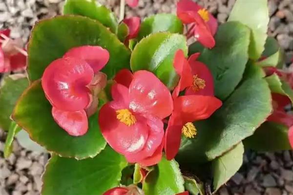 海棠花叶子蔫了的原因，可能是光照不足所致