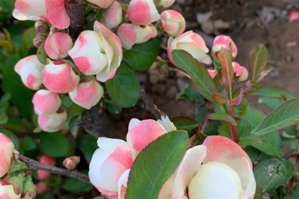 海棠花叶子蔫了的原因，可能是光照不足所致