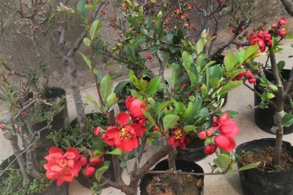 海棠花叶子蔫了的原因，可能是光照不足所致