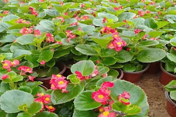 海棠花叶子蔫了的原因，可能是光照不足所致