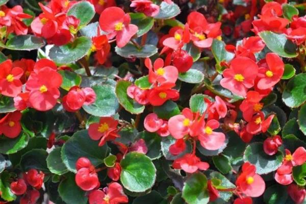 海棠花叶子蔫了的原因，可能是光照不足所致