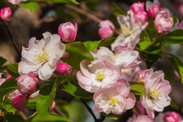 海棠花叶子蔫了的原因，可能是光照不足所致