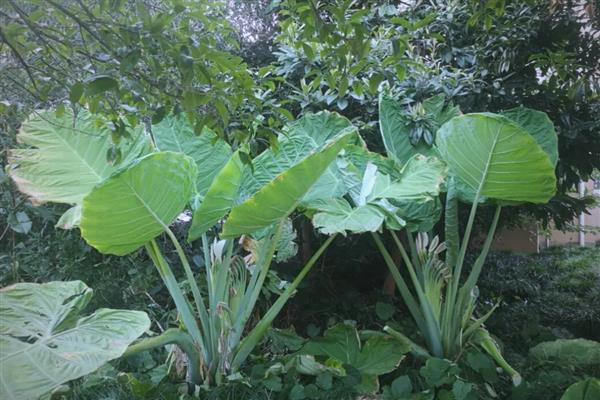 大野芋能不能吃，可以炒食或凉拌
