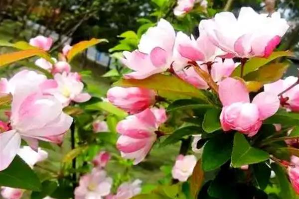 海棠花叶子蔫了的原因，可能是光照不足所致