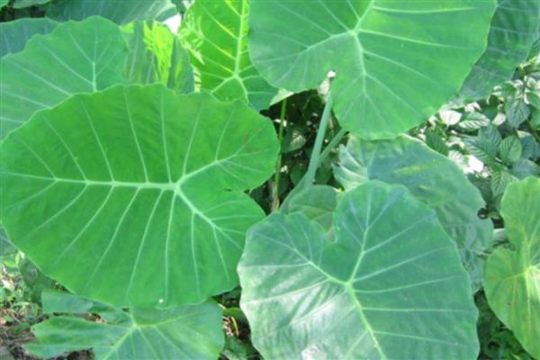 大野芋能不能吃，可以炒食或凉拌