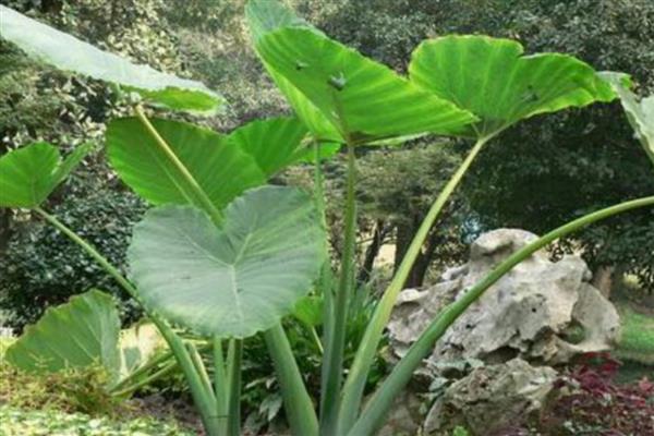 大野芋能不能吃，可以炒食或凉拌