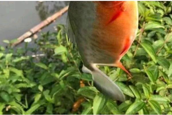 垂钓淡水白鲳的鱼饵用什么味型，选择腥饵可以激发它的摄食积极性