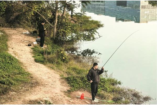 垂钓淡水白鲳的鱼饵用什么味型，选择腥饵可以激发它的摄食积极性