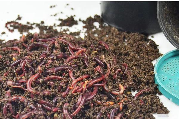 蚯蚓的养殖方法，养殖温度控制在20-27℃左右