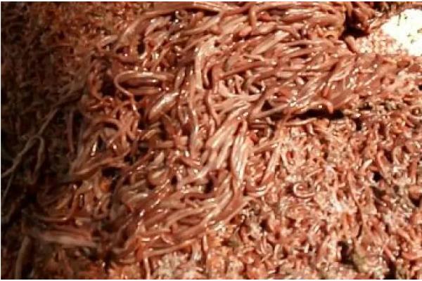 蚯蚓的养殖方法，养殖温度控制在20-27℃左右