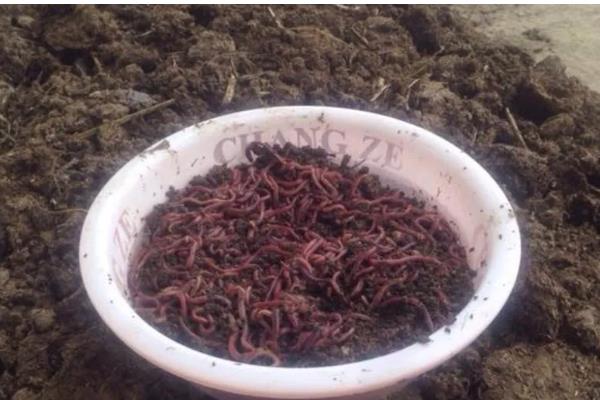 蚯蚓的养殖方法，养殖温度控制在20-27℃左右