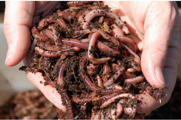 蚯蚓的养殖方法，养殖温度控制在20-27℃左右