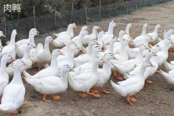 蛋鸭与肉鸭有什么区别,用途、外观、养殖周期都不同