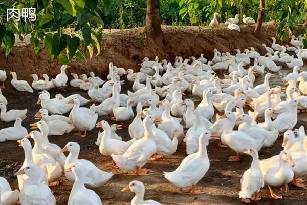 蛋鸭与肉鸭有什么区别,用途、外观、养殖周期都不同