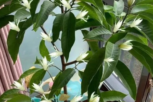 秋季怎么养护白兰花，每隔3-4天浇一次水